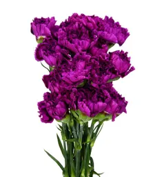 Clavel Morado Paquete