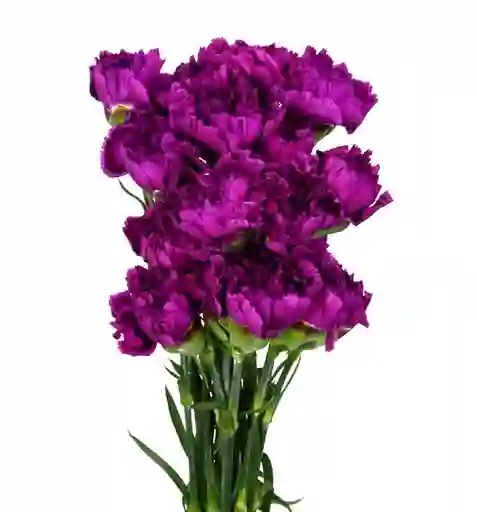 Clavel Morado Paquete