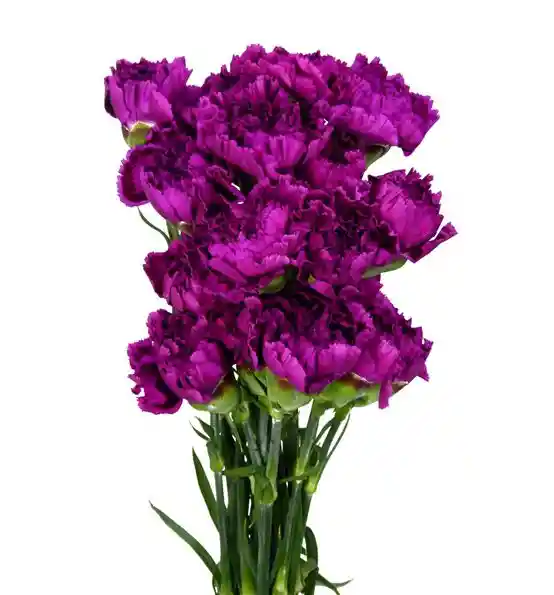 Clavel Morado Paquete