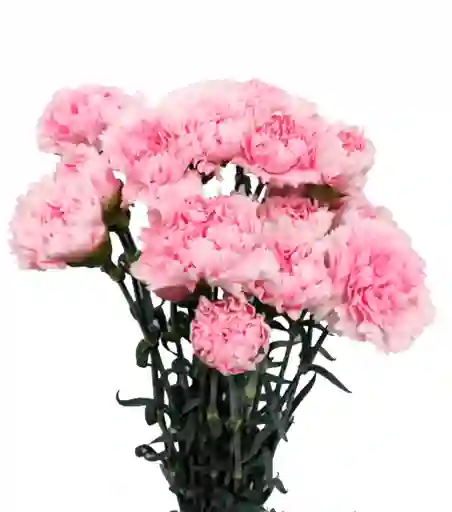 Clavel Rosado Paquete