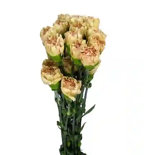 Clavel Rosado Envejecido Paquete