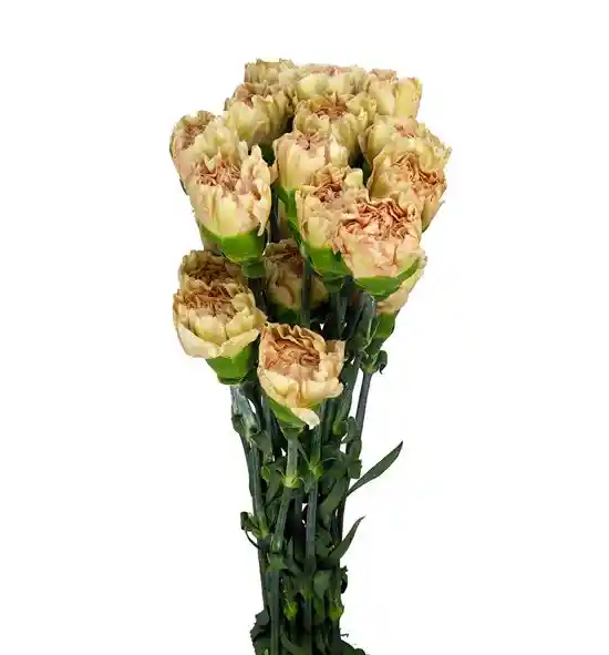 Clavel Rosado Envejecido Paquete