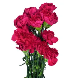 Clavel Fucsia Paquete