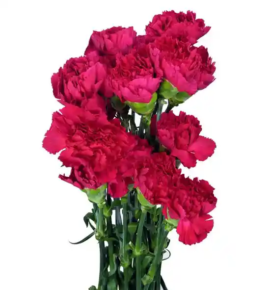 Clavel Fucsia Paquete