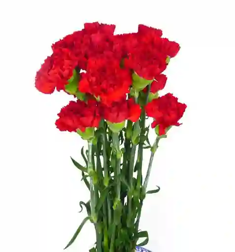 Clavel Rojo Paquete