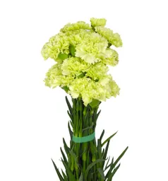 Clavel Verde Paquete