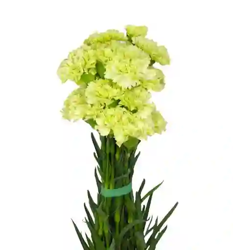 Clavel Verde Paquete