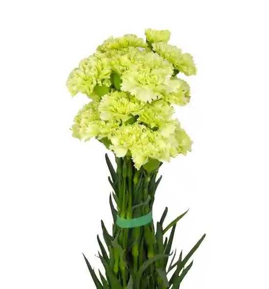 Clavel Verde Paquete