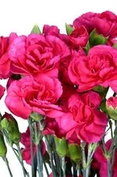 Clavellina Fucsia Paquete