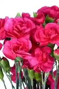Clavellina Fucsia Paquete