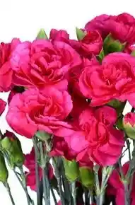 Clavellina Fucsia Paquete
