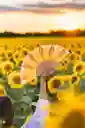 Abanico Girasol