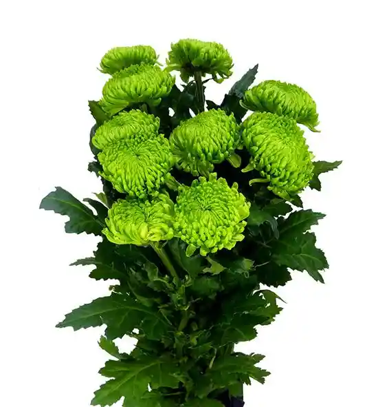 Pinoquios Verdes Paquete