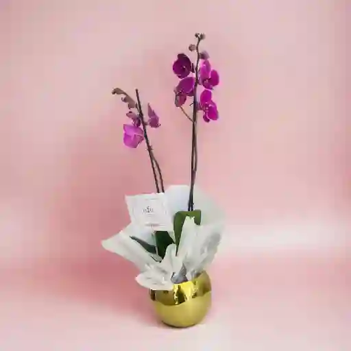 Orquideas Moradas Base Cromada
