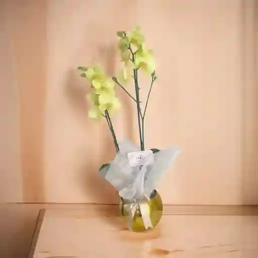 Orquideas Amarillas Base Cromada