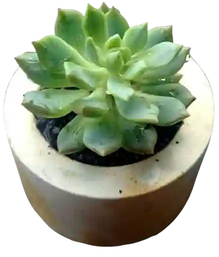 Suculenta En Maceta Circular