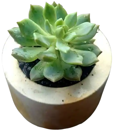 Suculenta En Maceta Circular