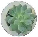 Suculenta En Maceta Circular