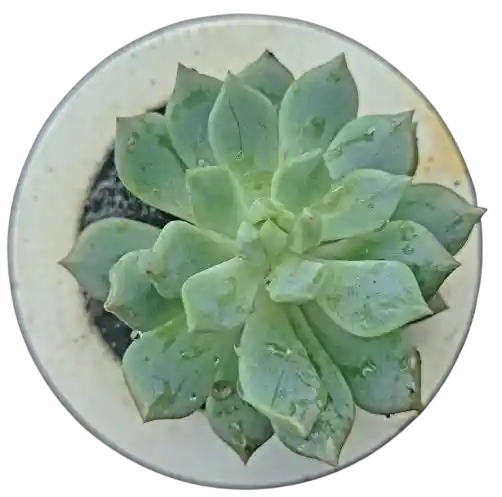 Suculenta En Maceta Circular
