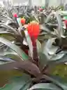 Guzmania Conifera