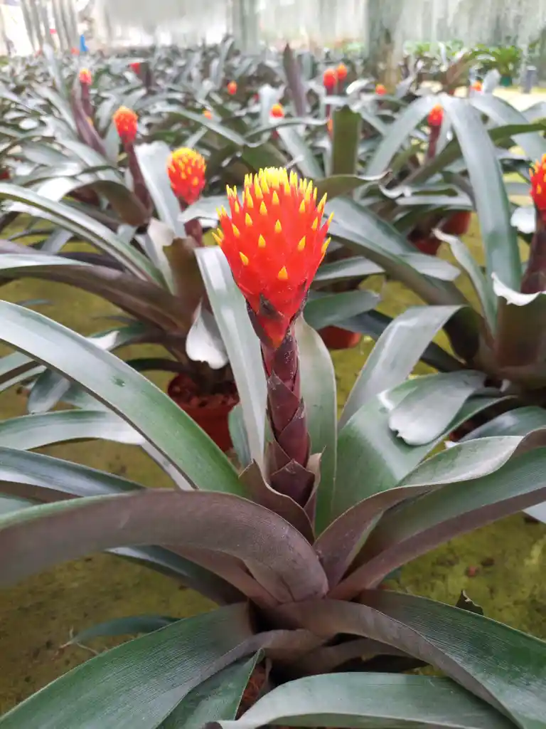 Guzmania Conifera