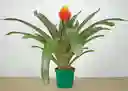 Guzmania Conifera