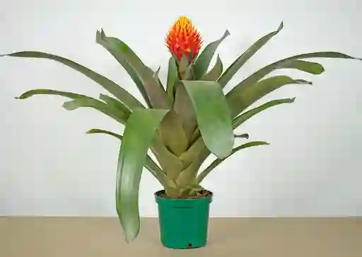 Guzmania Conifera
