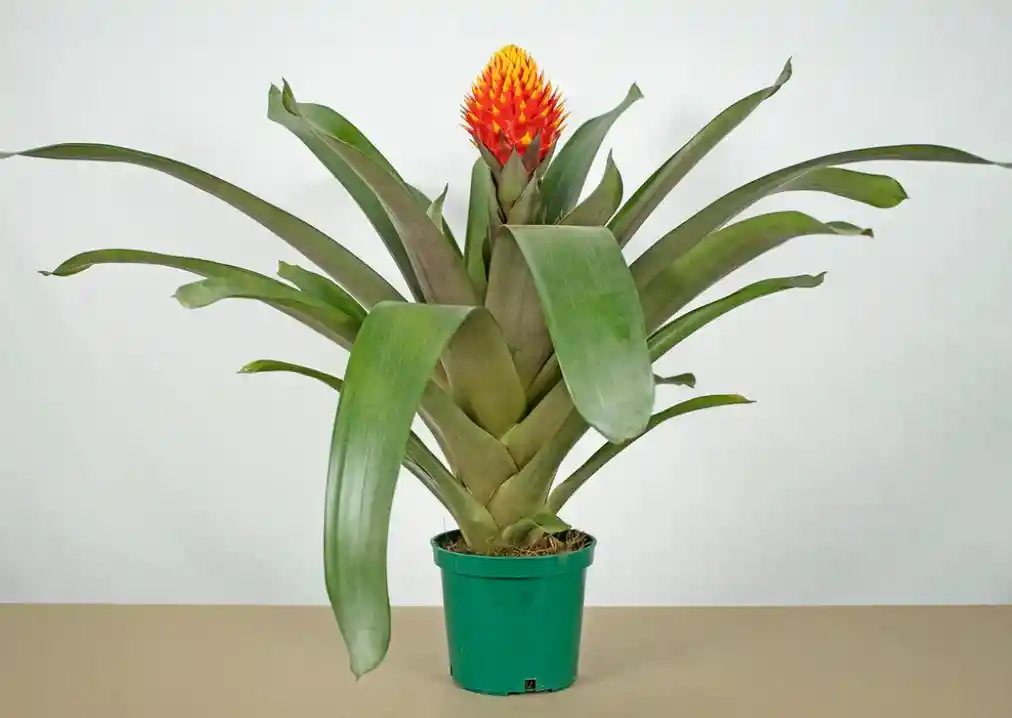 Guzmania Conifera