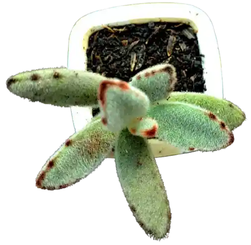 Suculenta En Maceta Cuadrada