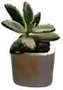 Suculenta En Maceta Cuadrada