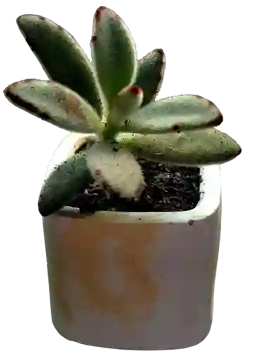Suculenta En Maceta Cuadrada