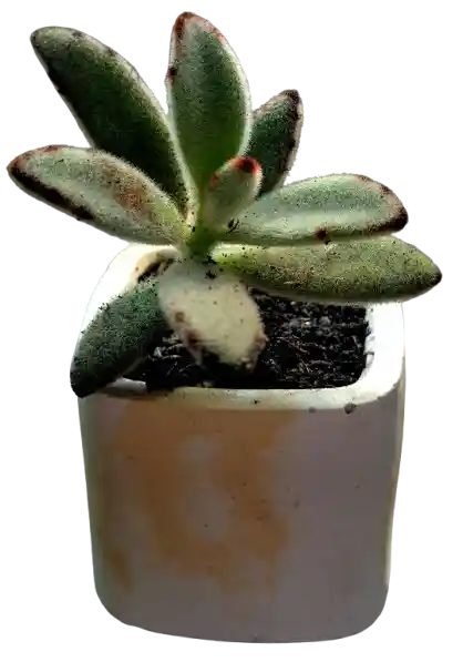 Suculenta En Maceta Cuadrada