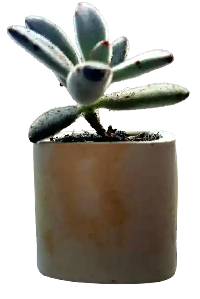 Suculenta En Maceta Cuadrada