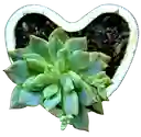 Suculenta En Maceta Corazón