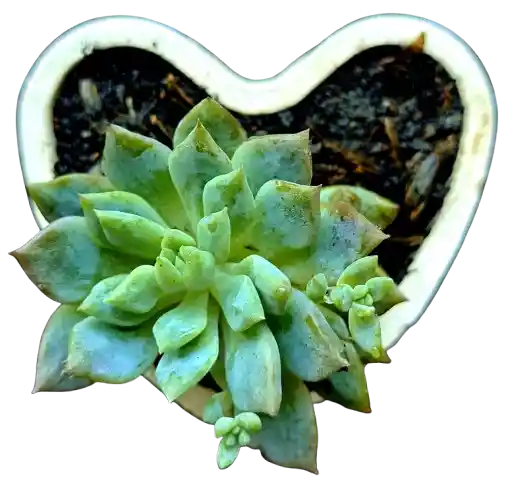 Suculenta En Maceta Corazón