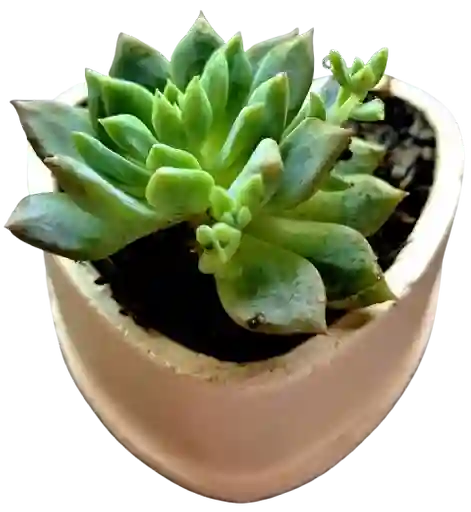 Suculenta En Maceta Corazón