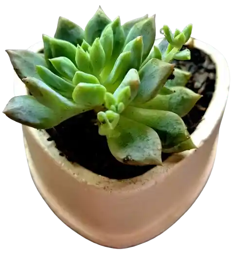 Suculenta En Maceta Corazón
