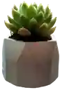 Suculenta En Maceta Hexagonal Mini