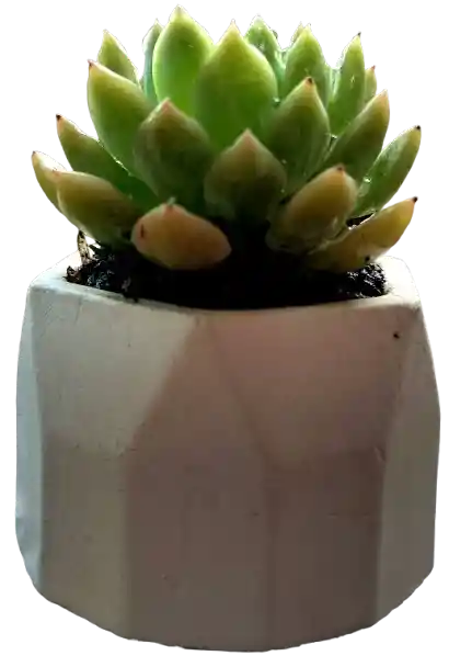 Suculenta En Maceta Hexagonal Mini