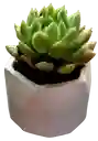 Suculenta En Maceta Hexagonal Mini