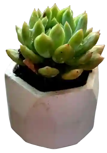 Suculenta En Maceta Hexagonal Mini