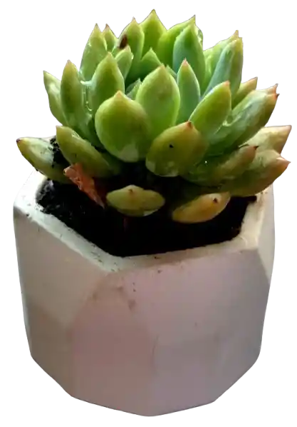 Suculenta En Maceta Hexagonal Mini