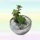 Suculenta Variada