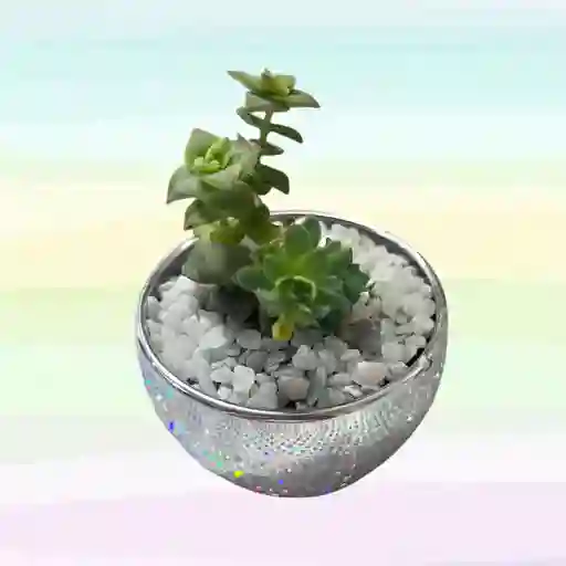 Suculenta Variada