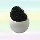 Suculenta Variada