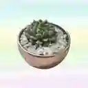 Suculenta Variada