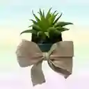 Suculenta Variada