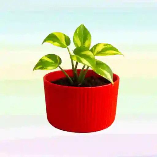 Planta Con Matera