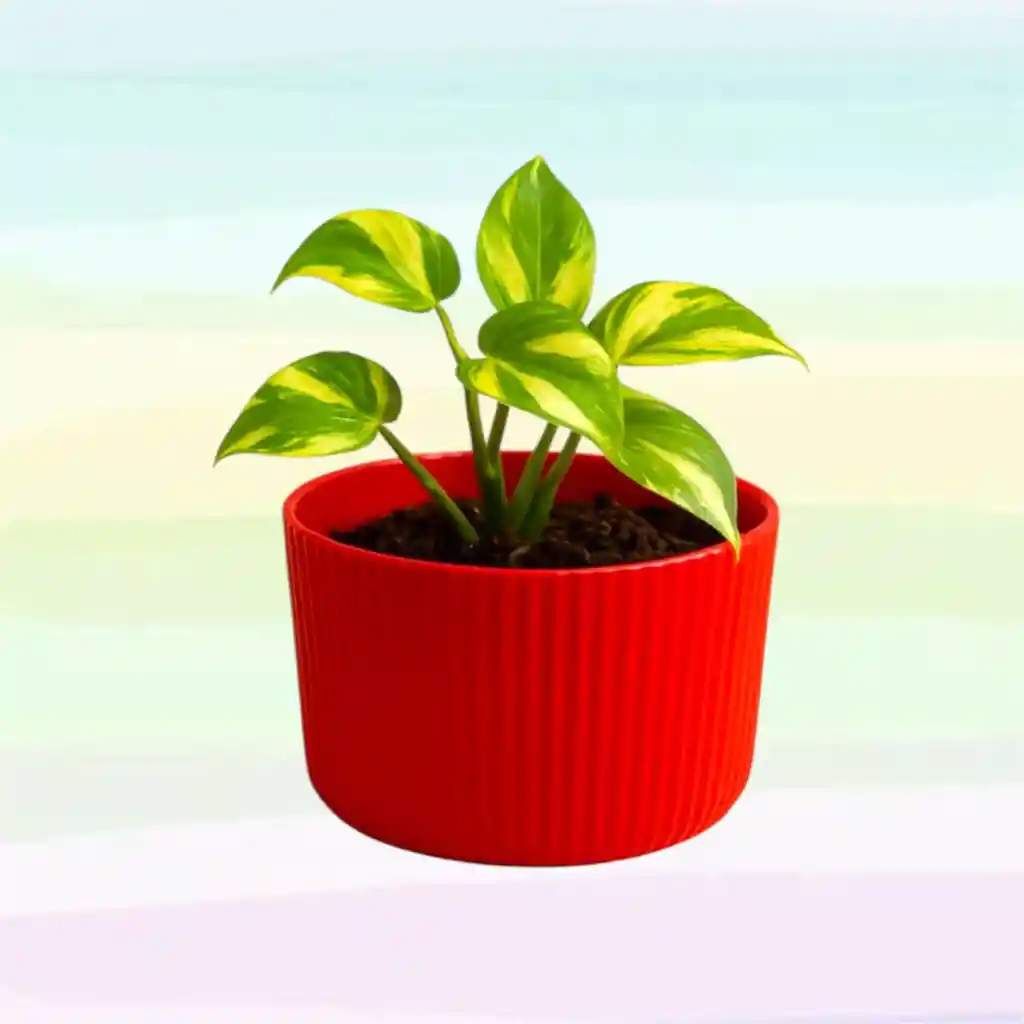 Planta Con Matera