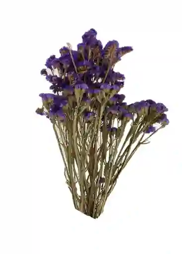 Siempreviva Seca